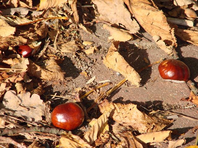 ..das Produkt des riesigen Kastanienbaumes