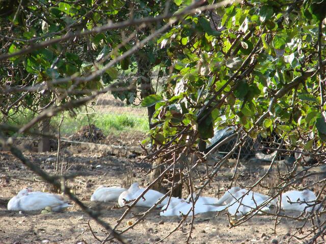 ..und hier?? Man glaubt es nicht...da liegen und schlafen die Weihnachtsbraten....lang' ist's ja auch nicht mehr hin... ohhhh