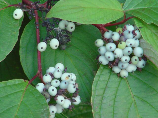 ..sie sahen so schön aus, aber wie sie heißen?????
