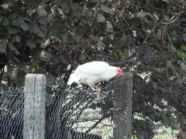 so, so....du bist nicht das einzige Huhn, welches sich von hinnen und dannen macht....