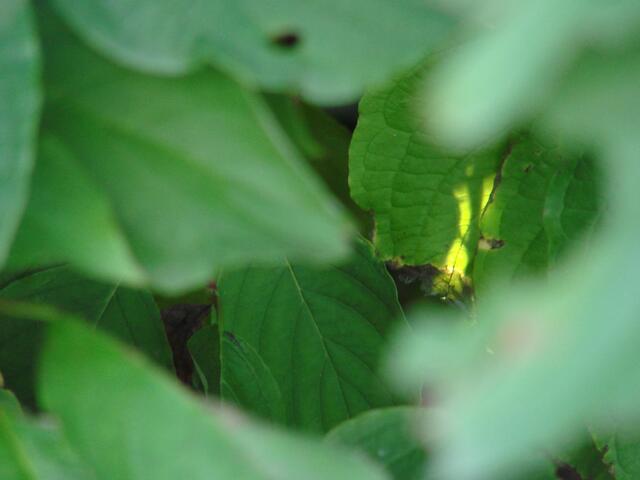 ..ein winzig kleiner Sonnenstrahl auf dem Grün der Blätter...ich mag diese Pics....