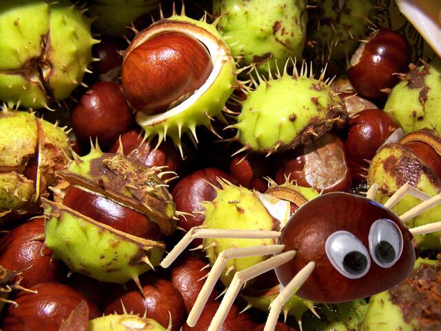 Kastanien mit geschlüpfter aranea castanea | Foto: (c) knipseline / www.pixelio.de