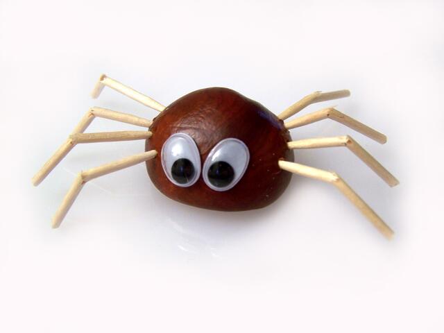 aranea castanea | Foto: (c) knipseline / www.pixelio.de