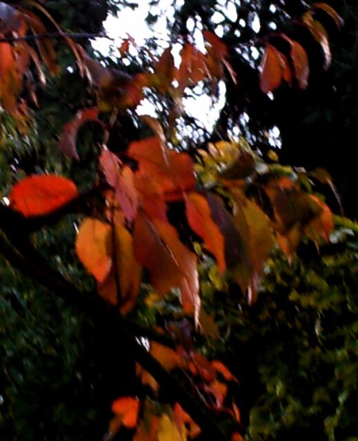 Ein lauschiger, warmer Herbst-Abend...