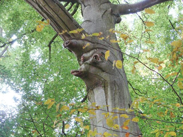 was wohnt denn in diesem Baum?