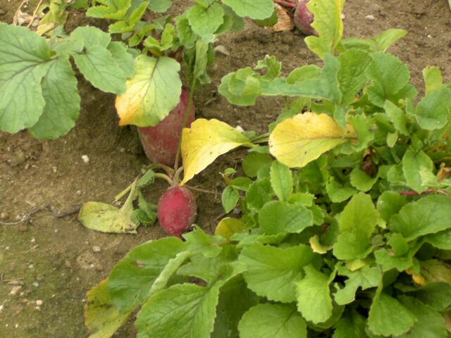 und roten Herbstrettichen....