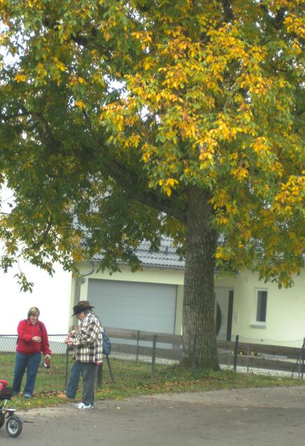 Walnüsse sind im Laub am Boden zu finden
