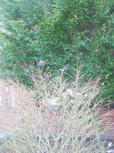 nur noch 2 Blätter könnt ihr sie entdecken?