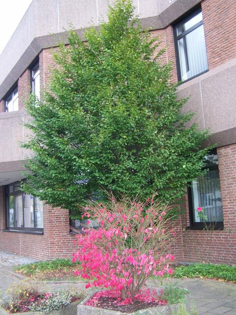 nur noch  eine Hälfte rot