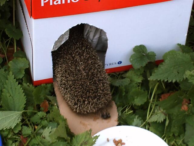Satt bin ich, hell ist es noch - ich geh' wieder schlafen.