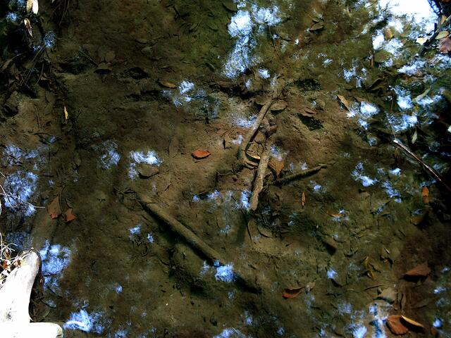 Wasserspiegelungen in der Beeke