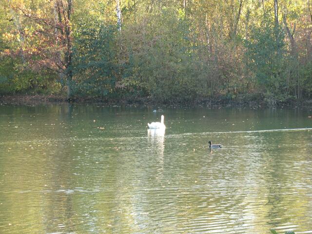 Da hinten das Weiße ist ein Schwan!