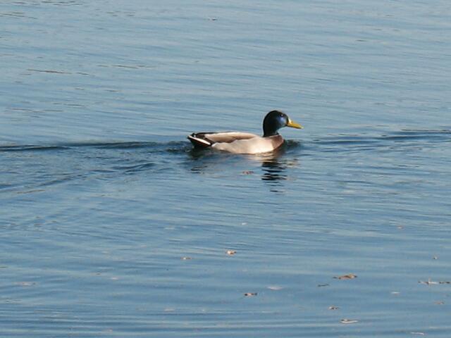 Ente
