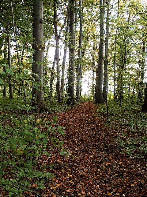 Ein laubgepolsterter Weg aus dem Wald heraus