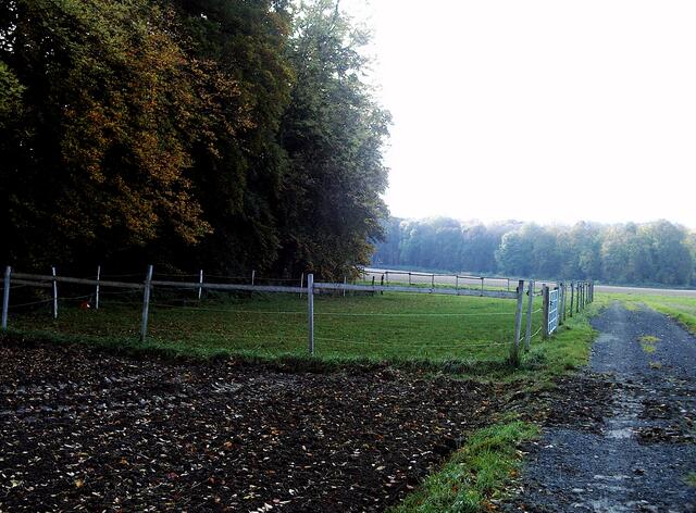 Pferdeweide am Wald - leider ohne Tonka