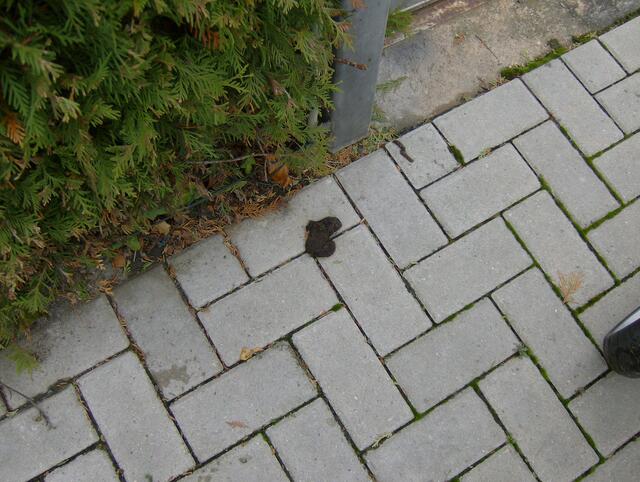 Knüddelhaufen 2 nur ca.3 Meter weiter