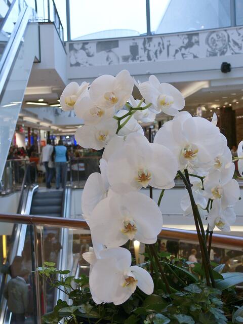immer wieder weisse Orchideen