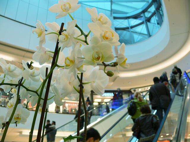 weiße Orchideen in hohen Blumenkübeln ziehen sich durch die ganze Galerie