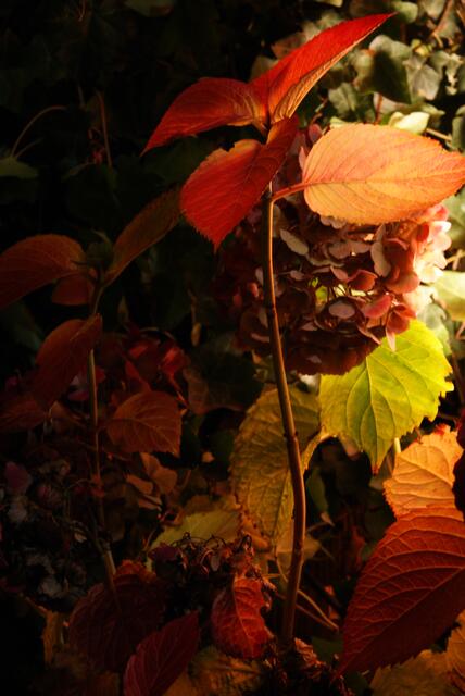 Herbstfarben