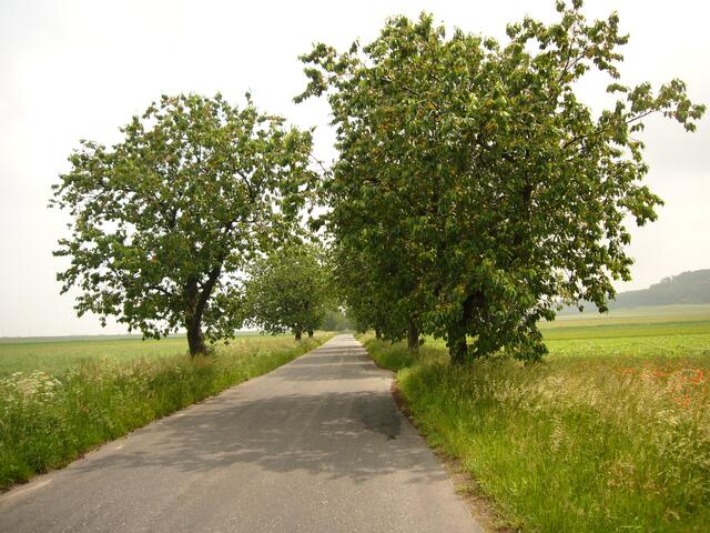 Kirschallee, kilometerlang.