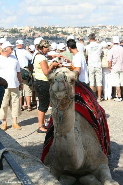 In Jerusalem dienen Kamele hauptsächlich der Touristenbespaßung.