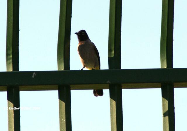 Ein Bulbul.
