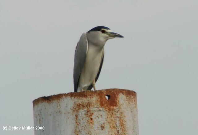 Ein Nachtreiher (Nycticorax nycticorax).