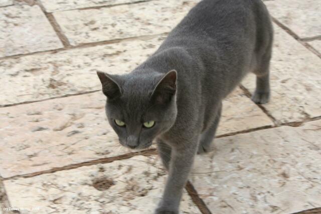 Dieser Prachtkater stromerte durch Yad Vashem.