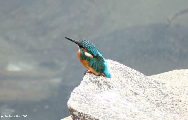 Ein Eisvogel. Hiervon gibt es sehr viele am See Genezareth, sie überwintern hier.