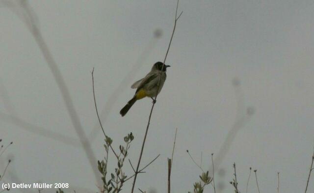 Ein Bulbul.
