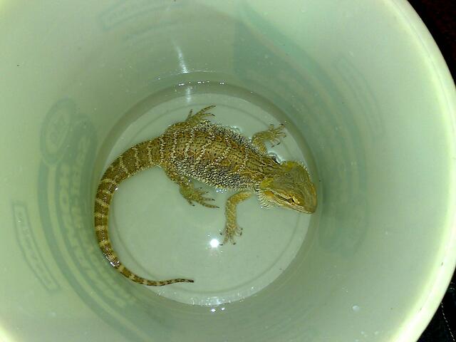 Speedy beim Baden