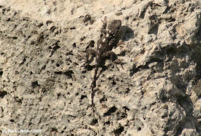 Gut getarnt: Ein Gecko.