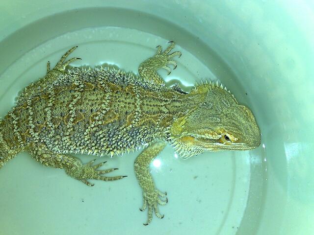 Speedy beim Baden