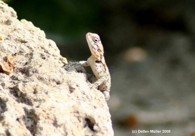 Nicht so gut getarnt: Ein anderer Gecko.