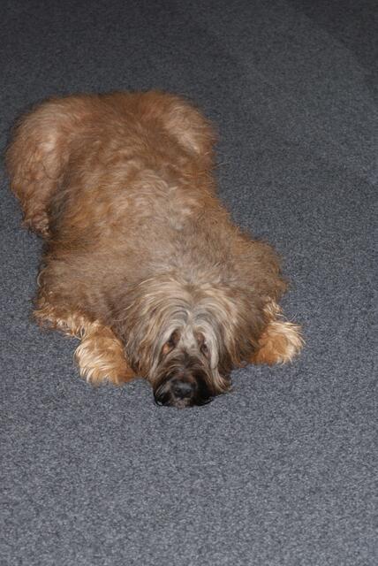 Der Studiohund HiFi