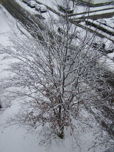 die Heinbuche will ihre vertrockneten Blätter behalten