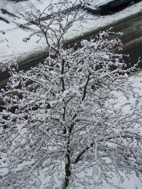 die Vogelbeere noch ohne Gäste