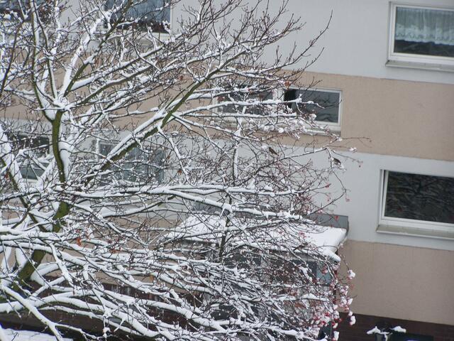 es sind noch viele Beeren dran