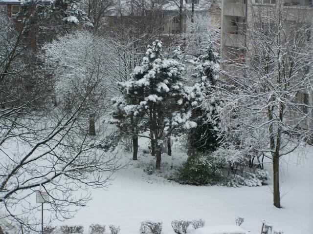 Winterwald auf der anderen Straßenseite