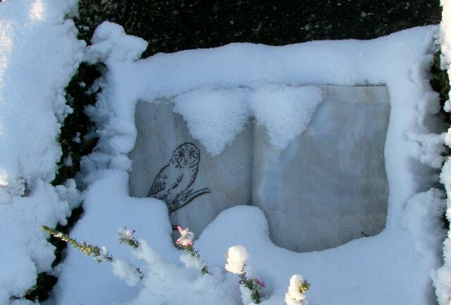 gewissermaßen eine Schnee-Eule?