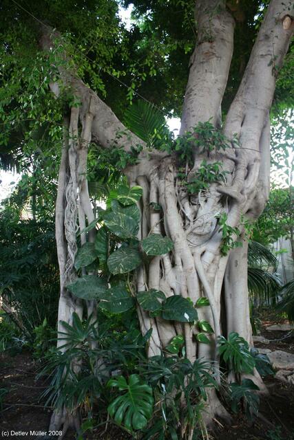 So etwas haben wir im Wohnzimmer stehen, nur nicht ganz so groß: Ficus benjamini.