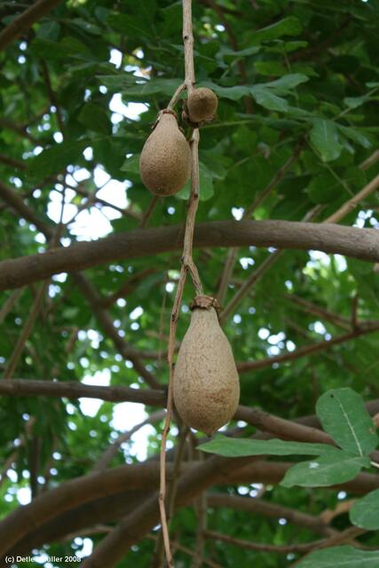 Gehört auch nicht hierhin: Die Frucht eines Baobab-Baumes. Die Heimat dieses Baumes ist Afrika.