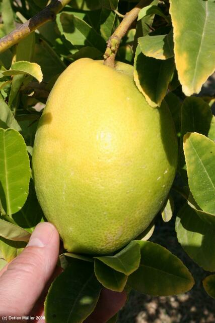 ... der aus Palmwedel, Myrtenzweig, Bachweide und eben Etrog bestehen muss. Die beim Sukkot benutzte Frucht muss fleckenlos sein, die Spitze darf nicht abgebrochen sein. Etrog wird als die Frucht angesehen, die Adam vom Baum der Erkenntnis gepflückt hat.