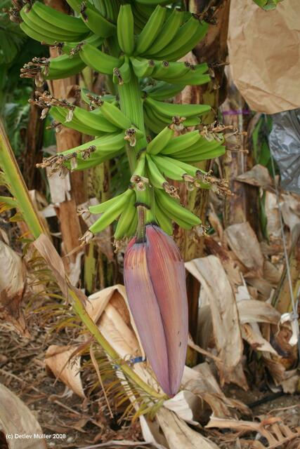 Eine Bananenblüte ...