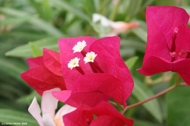 Bougainvillea-Blüte.