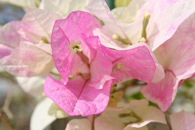 Bougainvillea-Blüte.