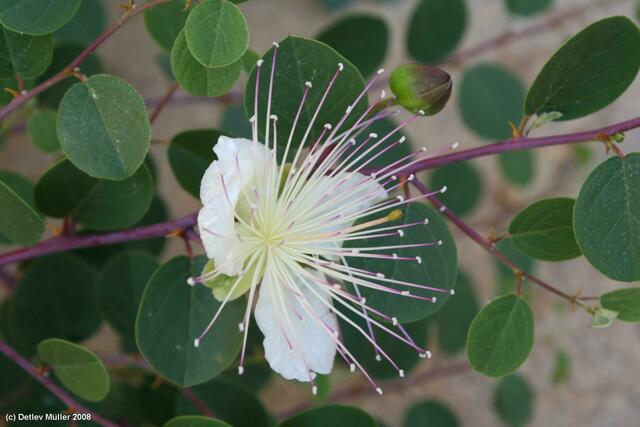 Eine Myrtenblüte. Wir erinnern uns: Auch ein Myrtenzweig gehört zum Sukkot-Strauß.