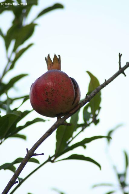 Ein Granatapfel.