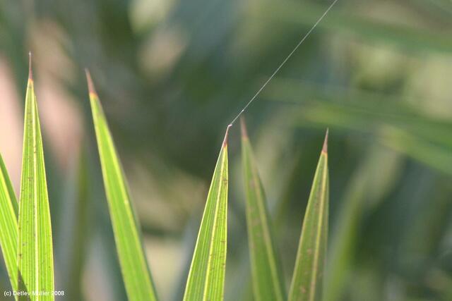 Palmblatt mit Spinnfaden.
