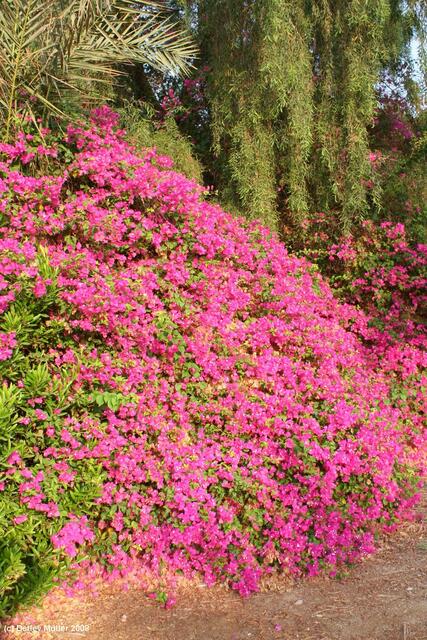 Bougainvilleas findet man in Israel überall.